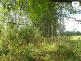 Parduodamas erdvus 40a namų valdos sklypas - nuotraukos Nr. 17