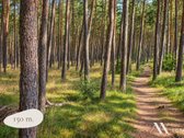 Gyvenimas ten, kur pušynas susitinka su jūra: - nuotraukos Nr. 5
