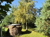 Autentiška rąstinė sodyba jūsų poilsiui ar - nuotraukos Nr. 18