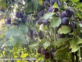 Patogiai Greitkeliu Pasiekiama, Tvenkinio - nuotraukos Nr. 13