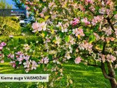Parduodamas patogus sublokuotas Namas - nuotraukos Nr. 26
