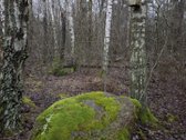 Asfaltuotos Vidines Gayves ,Valstybinis Miskas ! - nuotraukos Nr. 51