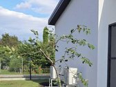 Parduodamas sodo namas, ramioje vietoje, - nuotraukos Nr. 14
