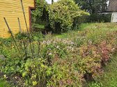 ? Parduodamas Prižiūrėtas Sodo Sklypas Su - nuotraukos Nr. 8