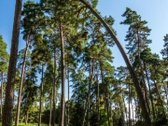 Išskirtinis Namas Kulautuvoje – Klasika, - nuotraukos Nr. 17