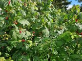 Išskirtinė Sodyba Žutautuose – Atnaujintas - nuotraukos Nr. 24