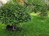 Išskirtinė Sodyba Žutautuose – Atnaujintas - nuotraukos Nr. 25