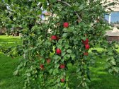 Išskirtinė Sodyba Žutautuose – Atnaujintas - nuotraukos Nr. 26