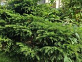 Išskirtinė Sodyba Žutautuose – Atnaujintas - nuotraukos Nr. 30
