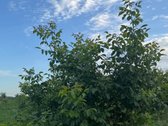 Parduodami 4 Žemės Ūkio Paskirties Sklypai - nuotraukos Nr. 3