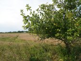 Šilutės rajone, Lankupių kaime, Žolynų g. - nuotraukos Nr. 9