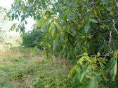 Šilutės rajone, Lankupių kaime, Žolynų g. - nuotraukos Nr. 73