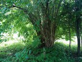 Šilutės rajone, Lankupių kaime, Žolynų g. - nuotraukos Nr. 76