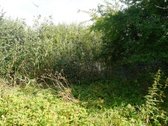 Šilutės rajone, Lankupių kaime, Žolynų g. - nuotraukos Nr. 77