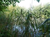 Šilutės rajone, Lankupių kaime, Žolynų g. - nuotraukos Nr. 78