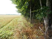 Šilutės rajone, Lankupių kaime, Žolynų g. - nuotraukos Nr. 82