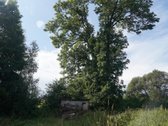 Šilutės rajone, Lankupių kaime, Žolynų g. - nuotraukos Nr. 87