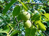 Parduodamas Rekonstruotas Namas Su 16,3 Arų - nuotraukos Nr. 49