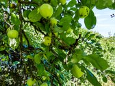 Parduodamas Rekonstruotas Namas Su 16,3 Arų - nuotraukos Nr. 50