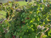 Parduodamas 6 Arų Sklypas Su Sodo Namu - nuotraukos Nr. 21