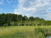 Parduodama sodyba ramioje, gamtos apsuptoje - nuotraukos Nr. 20