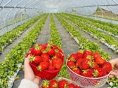 Parduodama Išskirtinė Sodyba–vienkiemis Su - nuotraukos Nr. 45