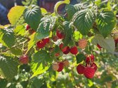 Parduodamas 6 Arų Sklypas Su Sodo Namu - nuotraukos Nr. 22