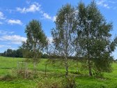 Labanoro Miškų Apsuptyje, Ramioje Vietoje, - nuotraukos Nr. 22