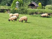 Parduodama sodyba ramioje, gamtos apsuptoje - nuotraukos Nr. 55