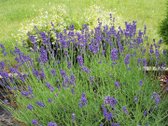 Parduodama sodyba ramioje, gamtos apsuptoje - nuotraukos Nr. 56