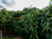 Jaukus ir prižiūrėtas sodas šalia Dvarčionių - nuotraukos Nr. 25