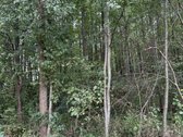 Parduodamas miško ūkio sklypas Vilniaus r. - nuotraukos Nr. 3