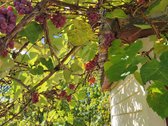 Parduodamas 6 Arų Sklypas Su Sodo Namu - nuotraukos Nr. 8