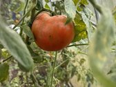 Parduodamas jaukus ir išskirtinis medinis - nuotraukos Nr. 29