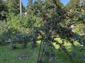 Kurortiniame Biržu miesto centre netoli upes - nuotraukos Nr. 12