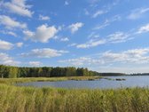 Ant Lazdininkų tvenkinio kranto, pušyno - nuotraukos Nr. 3