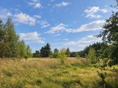 Ant Lazdininkų tvenkinio kranto, pušyno - nuotraukos Nr. 4