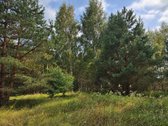Ant Lazdininkų tvenkinio kranto, pušyno - nuotraukos Nr. 5