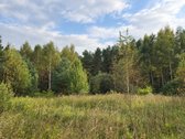Ant Lazdininkų tvenkinio kranto, pušyno - nuotraukos Nr. 7