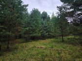 Ant Lazdininkų tvenkinio kranto, pušyno - nuotraukos Nr. 8