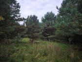 Ant Lazdininkų tvenkinio kranto, pušyno - nuotraukos Nr. 9