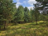Ant Lazdininkų tvenkinio kranto, pušyno - nuotraukos Nr. 10