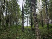 Ant Lazdininkų tvenkinio kranto, pušyno - nuotraukos Nr. 11
