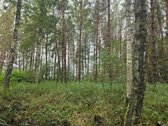 Ant Lazdininkų tvenkinio kranto, pušyno - nuotraukos Nr. 12