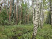 Ant Lazdininkų tvenkinio kranto, pušyno - nuotraukos Nr. 13