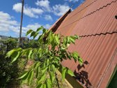 Sodo sklypas su nameliu Klaipėdos r., SB - nuotraukos Nr. 13