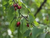 Sodo sklypas su nameliu Klaipėdos r., SB - nuotraukos Nr. 22