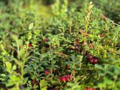 Išskirtinė Vieta Prie Žeimenos – jaukus, - nuotraukos Nr. 26