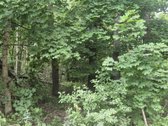 Parduodamas buvęs mėgėjų sodo žemės sklypas. - nuotraukos Nr. 3