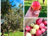 Išskirtinė Sodyba-vienamekis – Virš 7 Ha - nuotraukos Nr. 15